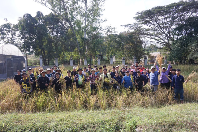 คณะเทคโนโลยีการเกษตร ม.ราชภัฏเชียงใหม่ จัดกิจกรรมเกี่ยวข้าววันพ่อ
