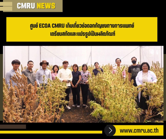 ศูนย์ ECOA CMRU  เก็บเกี่ยวช่อดอกกัญชงทางการแพทย์ เตรียมสกัดและแปรรูปเป็นผลิตภัณฑ์